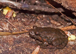 Image of Southern Flinders Ranges froglet