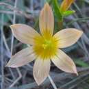 Image of Romulea setifolia var. belviderica M. P. de Vos