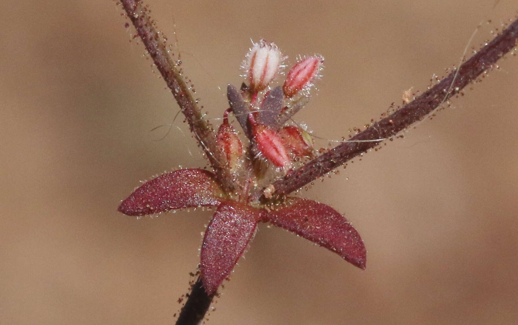 Image of unarmed buckwheat