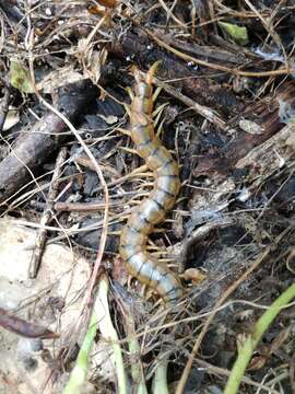 Image of Scolopendra cingulata Latreille 1829