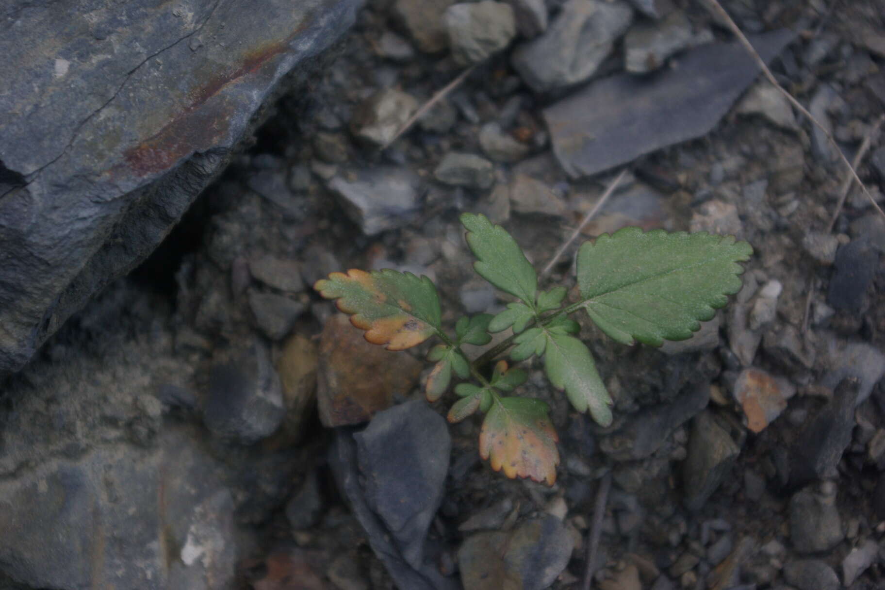 Image of Heracleum komarovii (Manden.)