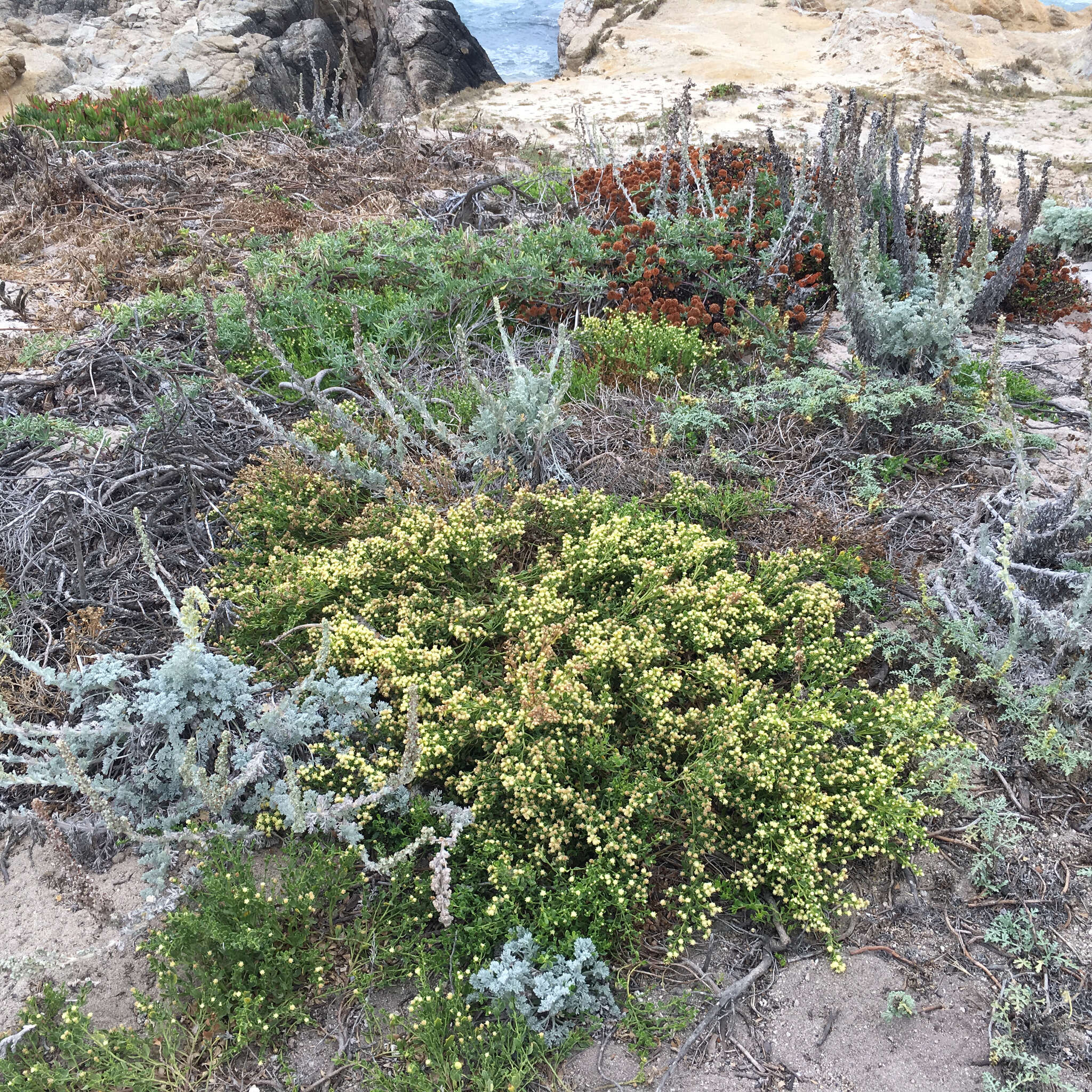 Image of Baccharis pilularis subsp. pilularis