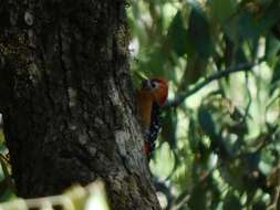 Image of Rufous-bellied Woodpecker