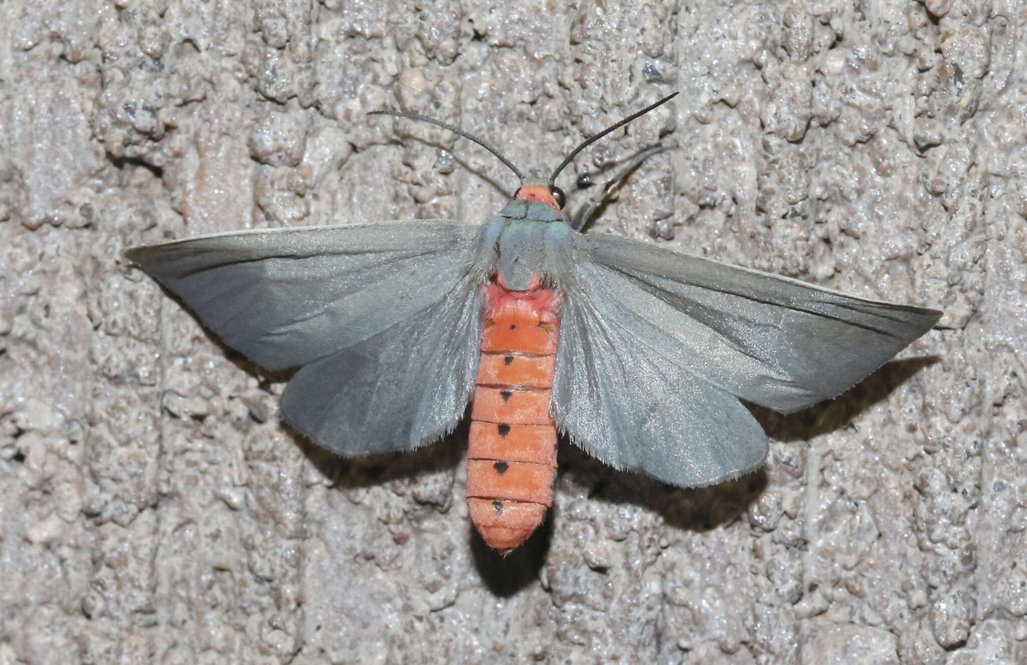 Image of Mousey Tiger Moth