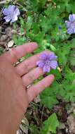 Imagem de Geranium libani P. H. Davis