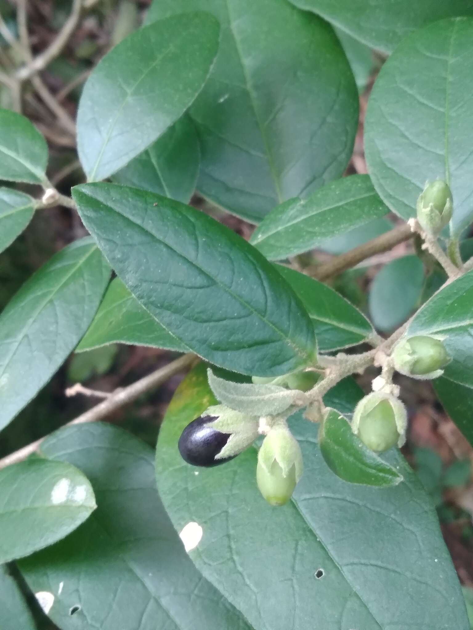 Image of Cestrum strigillatum Ruiz & Pav.