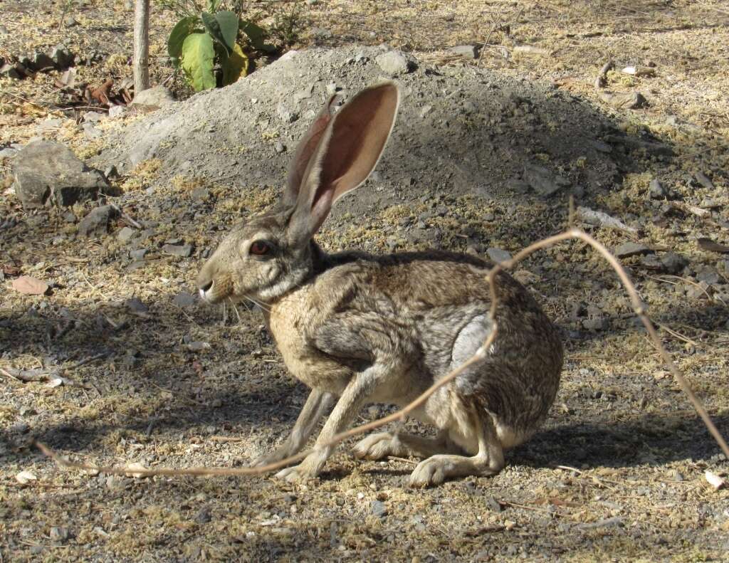 Image of Lepus alleni palitans Bangs 1900