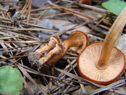 Plancia ëd Tricholomopsis formosa (Murrill) Singer 1951