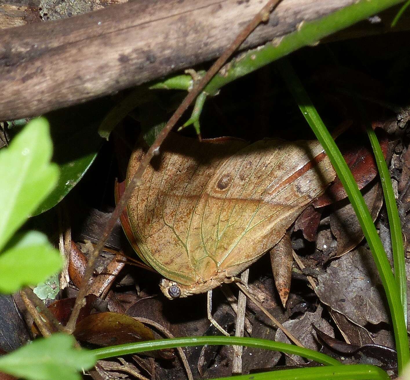 Imagem de <i>Charaxes <i>varanes</i></i> varanes