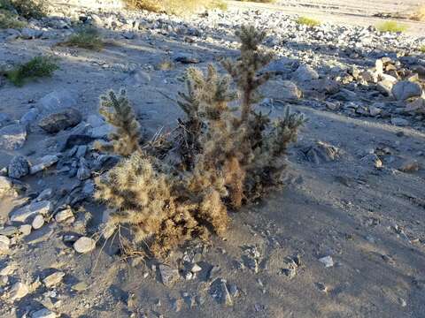 Image of <i>Cylindropuntia chuckwallensis</i>