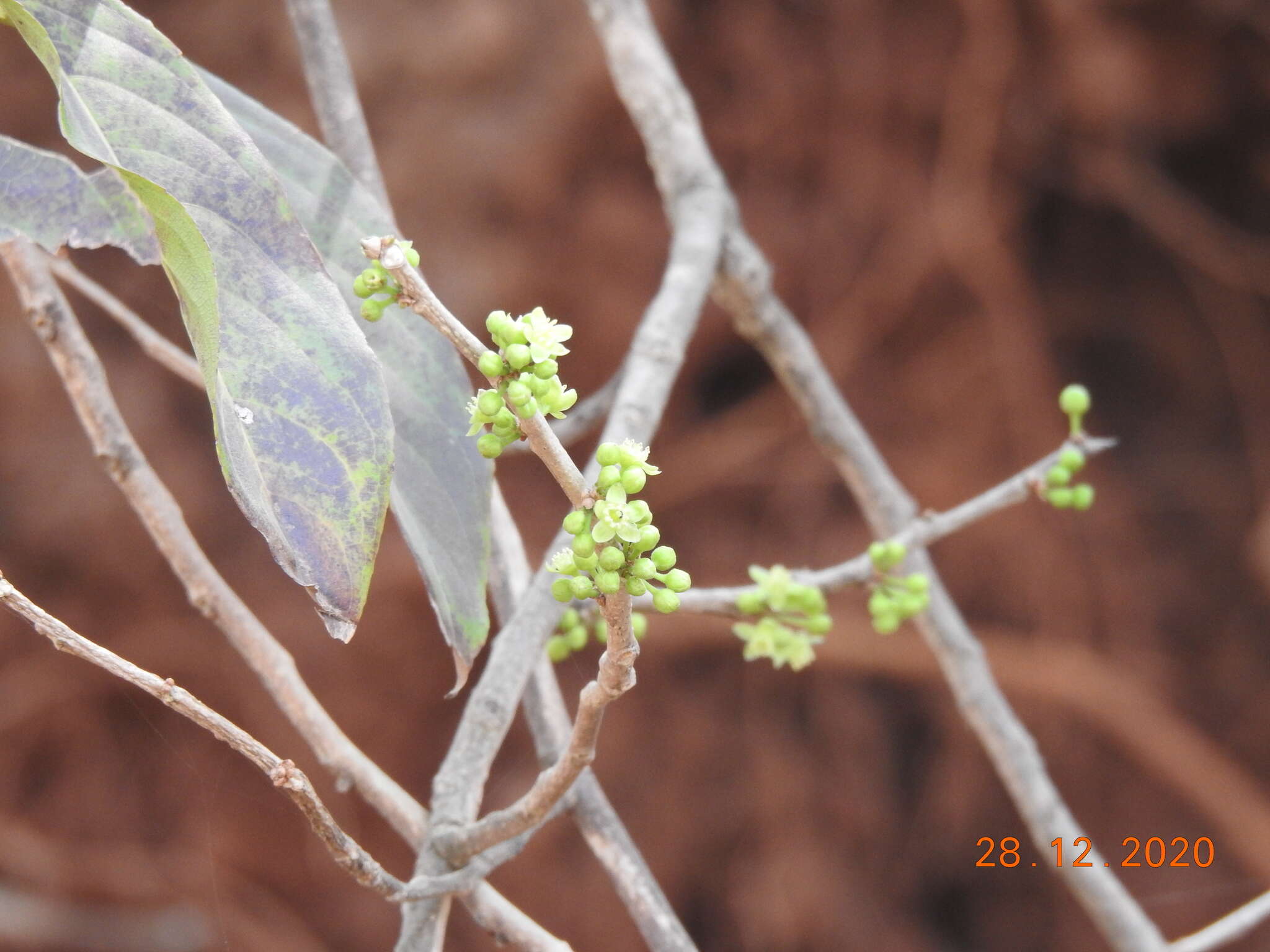 Image of Casearia graveolens Dalzell