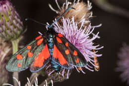 Image of six-spot burnet