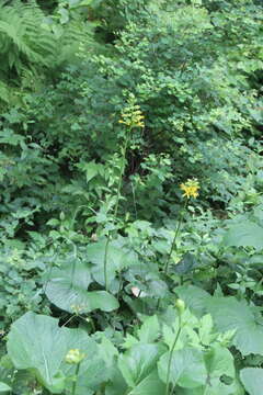 Image of Ligularia fischeri (Ledeb.) Turcz.