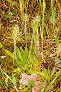 Image of Plantago bellardii All.