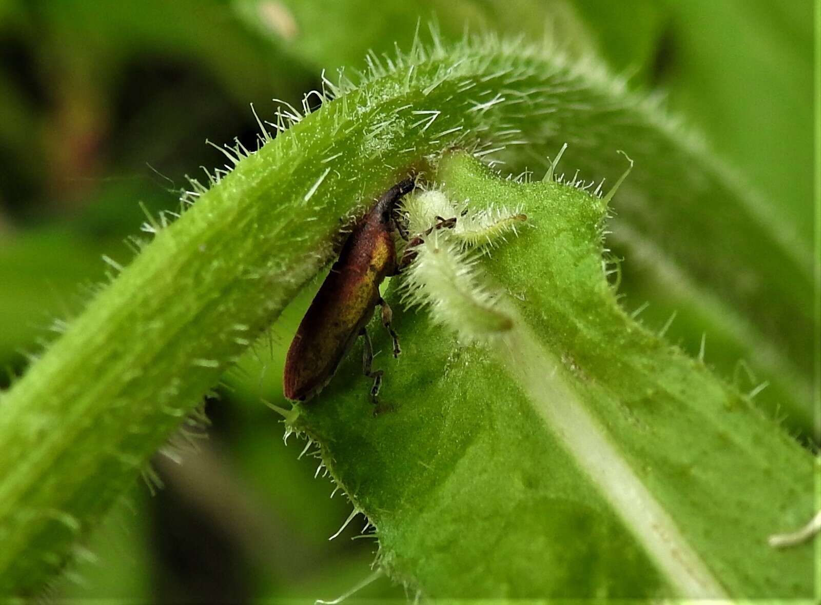 Слика од Lixus tibialis Boheman 1843