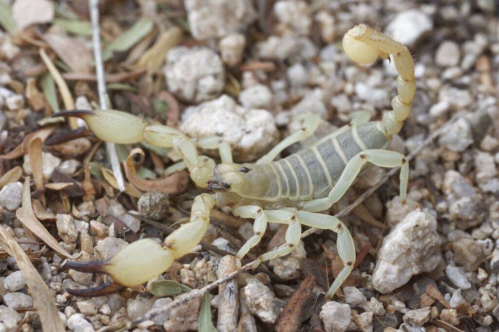 Image of Anuroctonus phaiodactylus (Wood 1863)