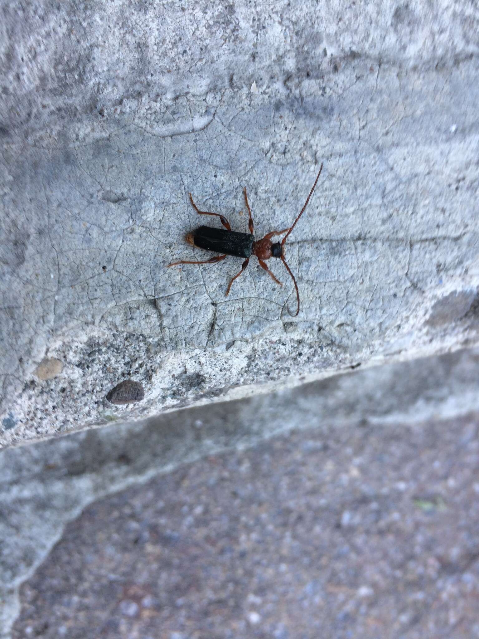 Image of Long-horned beetle