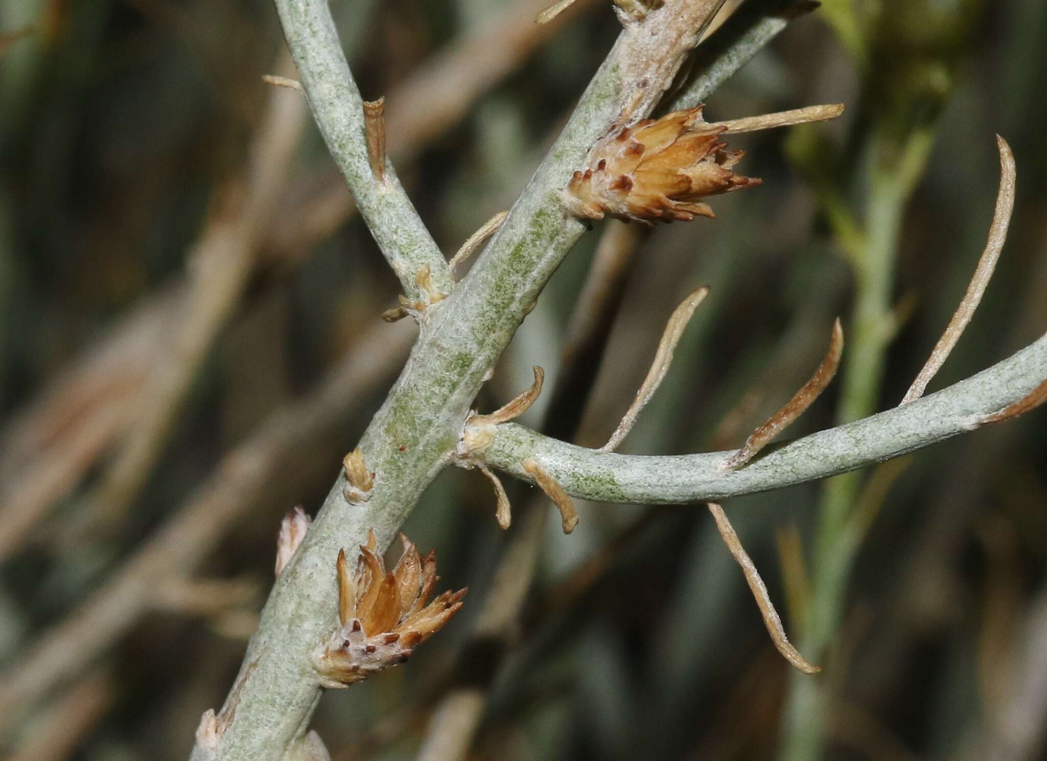 Imagem de Rhopalomyia ericameriae Felt 1916