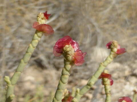 Sivun Anabasis articulata (Forsk.) Moq. kuva