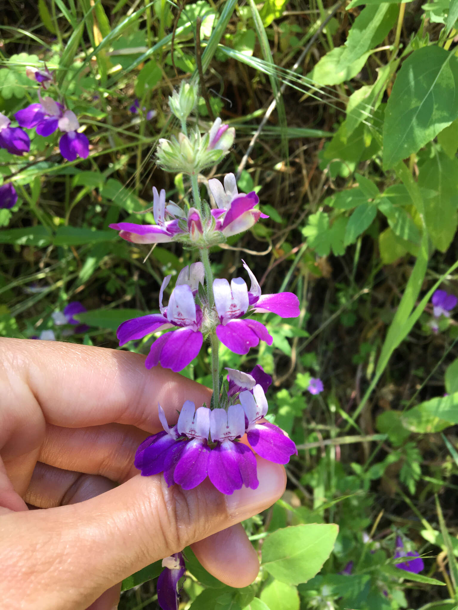 صورة Collinsia heterophylla Buist ex Graham