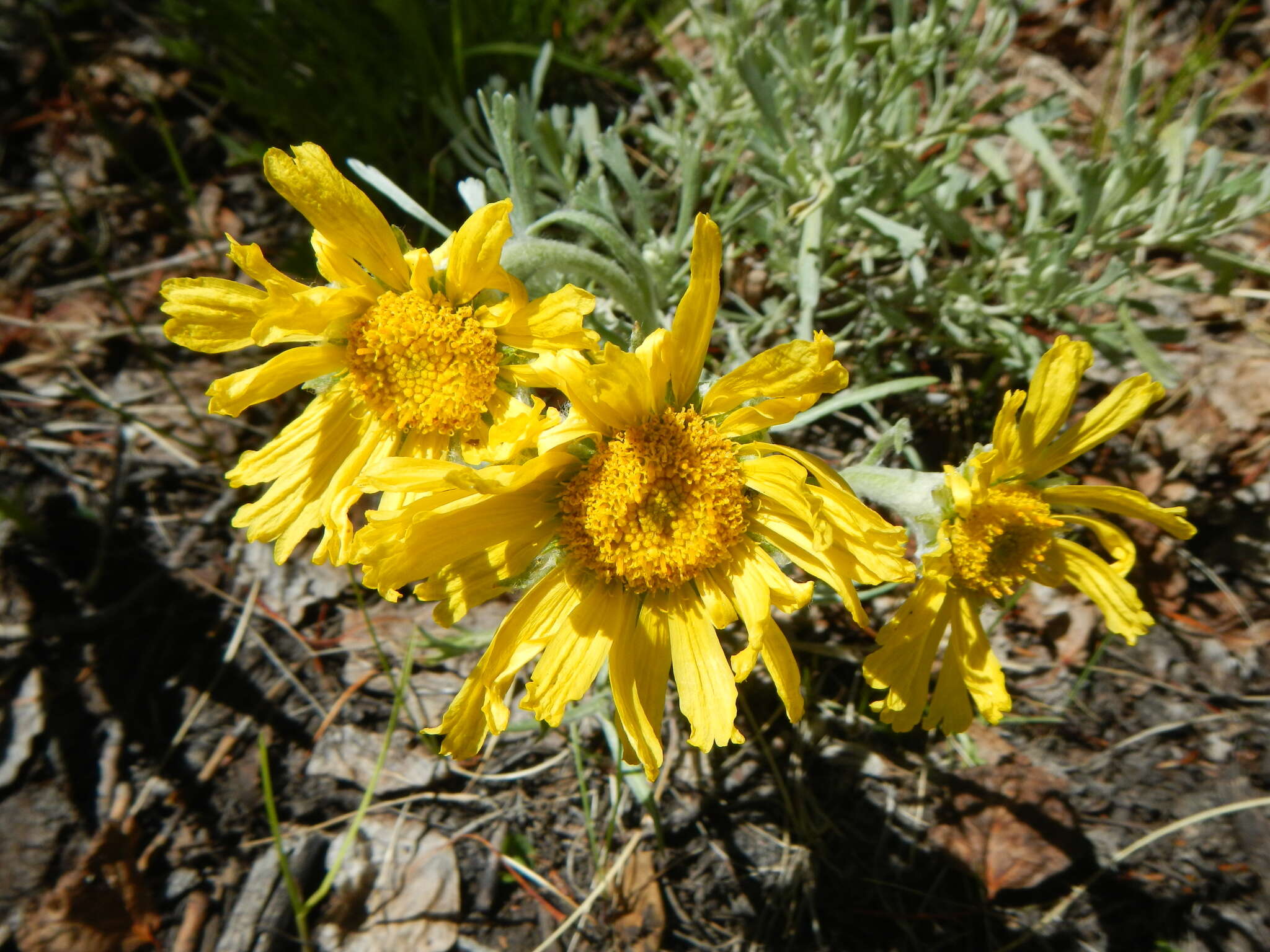 Image of graylocks four-nerve daisy