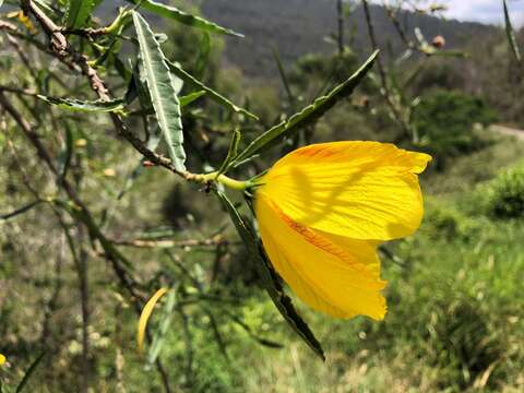 Imagem de Hibiscus divaricatus R. Grah.