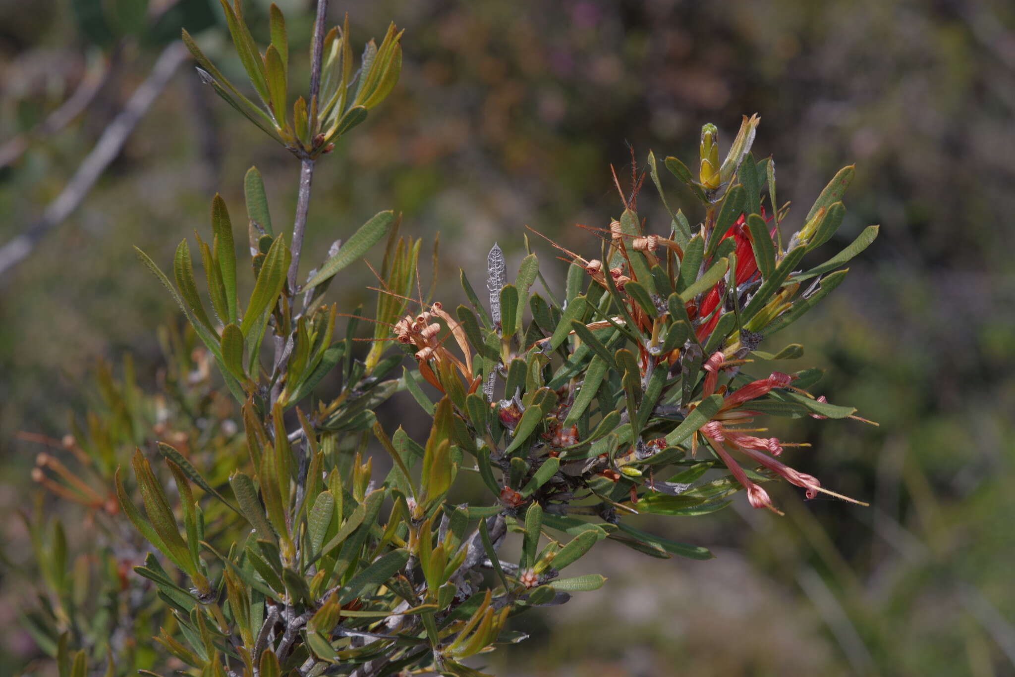 Image of <i>Lambertia <i>multiflora</i></i> var. multiflora