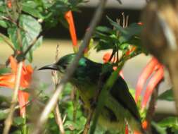 Слика од Hedydipna collaris zuluensis (Roberts 1931)