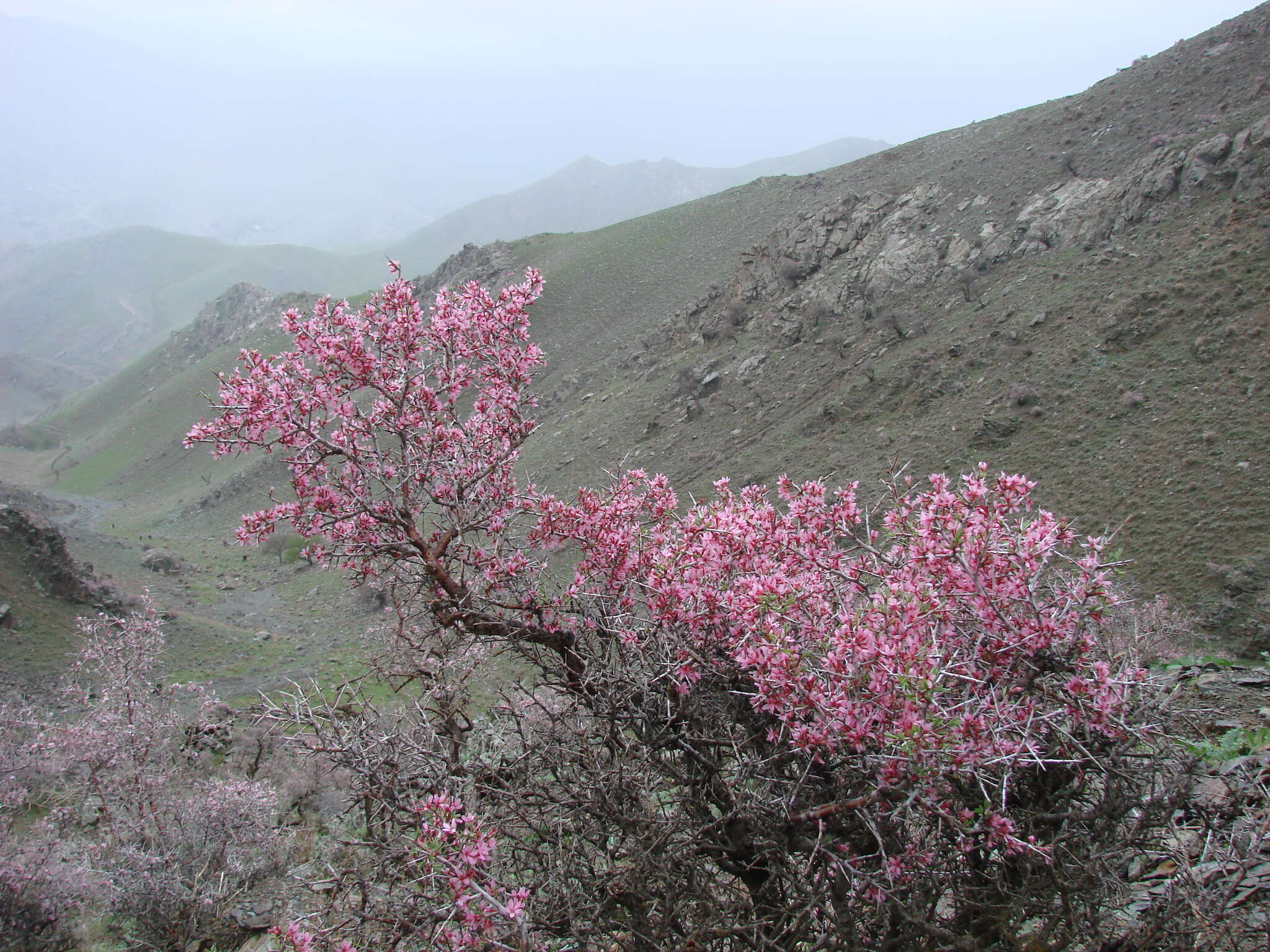 Imagem de Prunus spinosissima (A. Bunge) Franch.