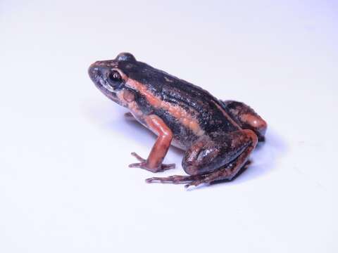 Image de Leptodactylus hylaedactylus