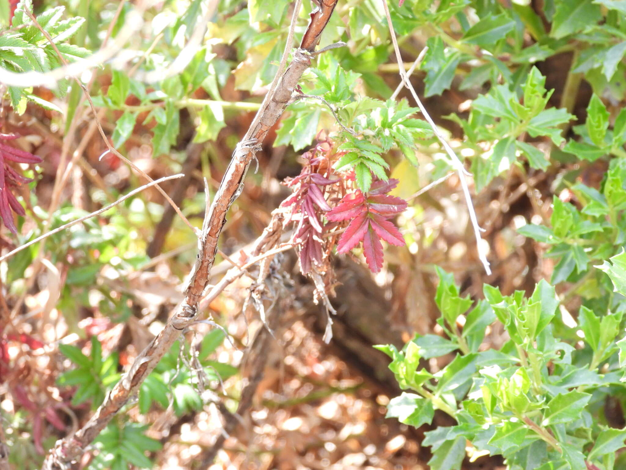 Image of Acaena elongata L.