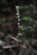 Imagem de Epipactis kleinii M. B. Crespo, M. R. Lowe & Piera