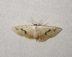 صورة Somatina microphylla Meyrick 1889