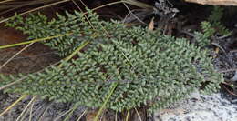 Image of Cheilanthes parviloba (Sw.) Sw.