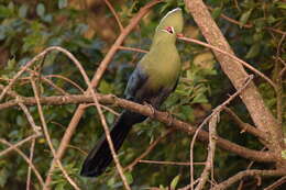 Image of Tauraco corythaix phoebus Neumann 1907