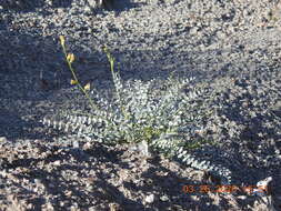 Image of triplerib milkvetch