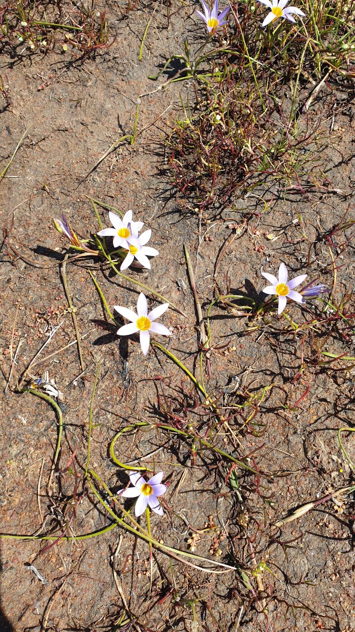 Romulea tabularis Eckl. ex Bég.的圖片