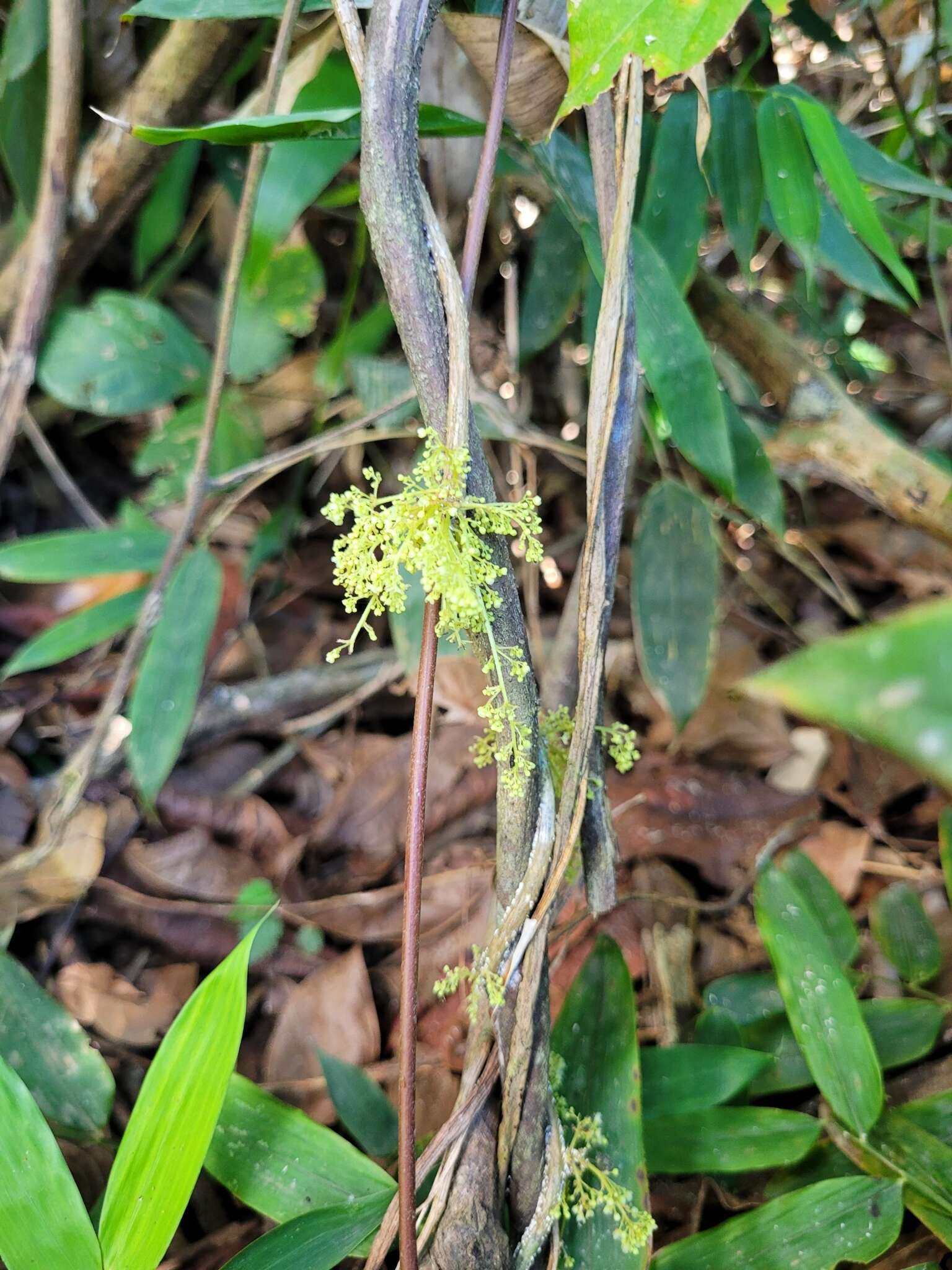 Image of Cissampelos andromorpha DC.