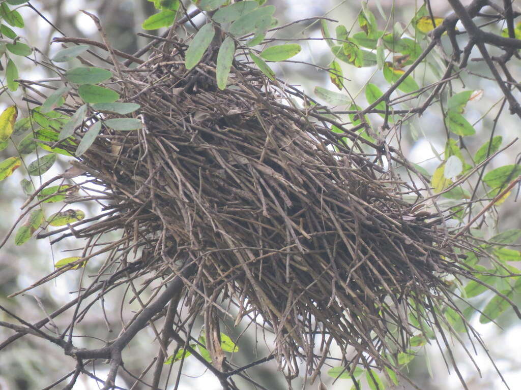 Image of Little Thornbird