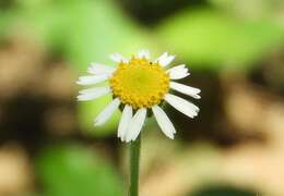 Image of shortray rockdaisy