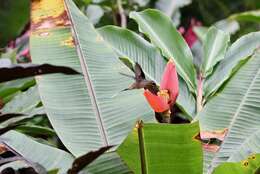 Image of Long-billed Hermit