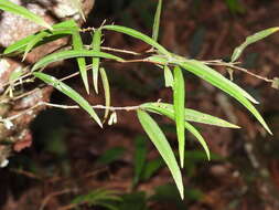 Image of Damnacanthus angustifolius Hayata