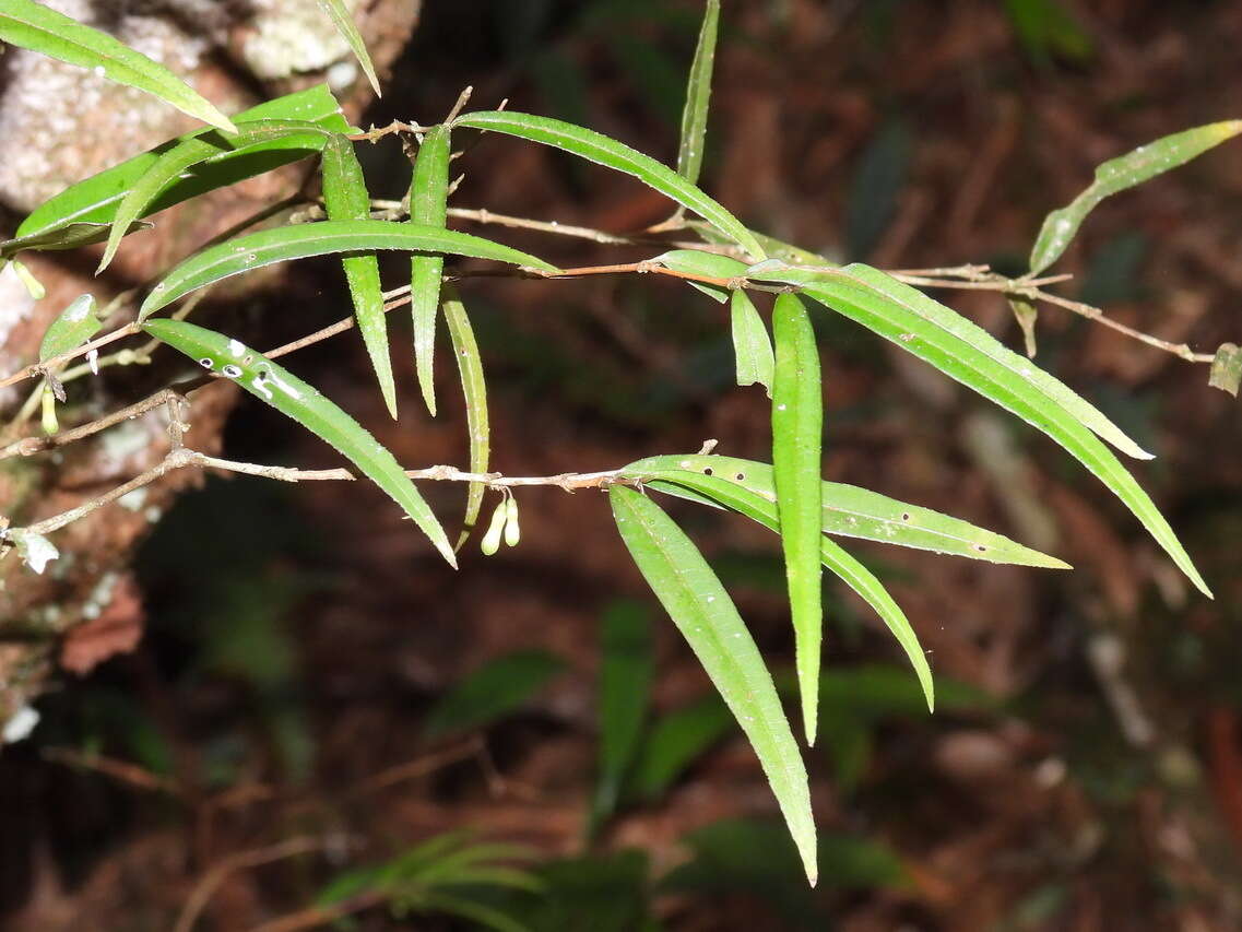 Image of Damnacanthus angustifolius Hayata