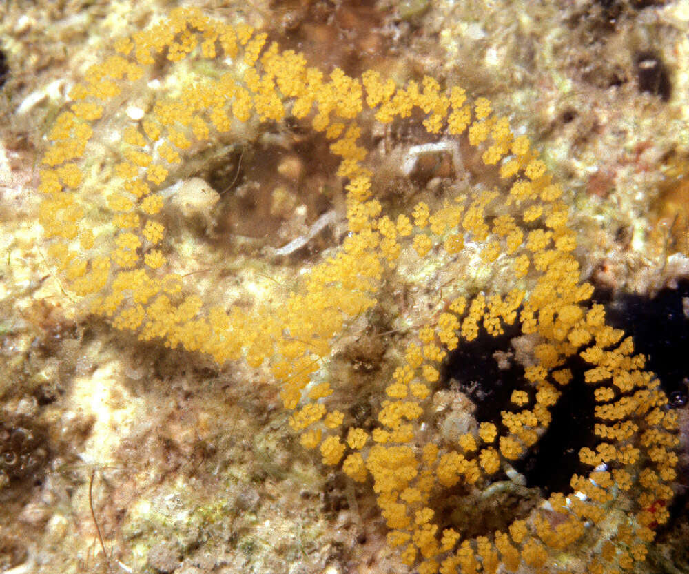 Image of Red spotted transluscent slug