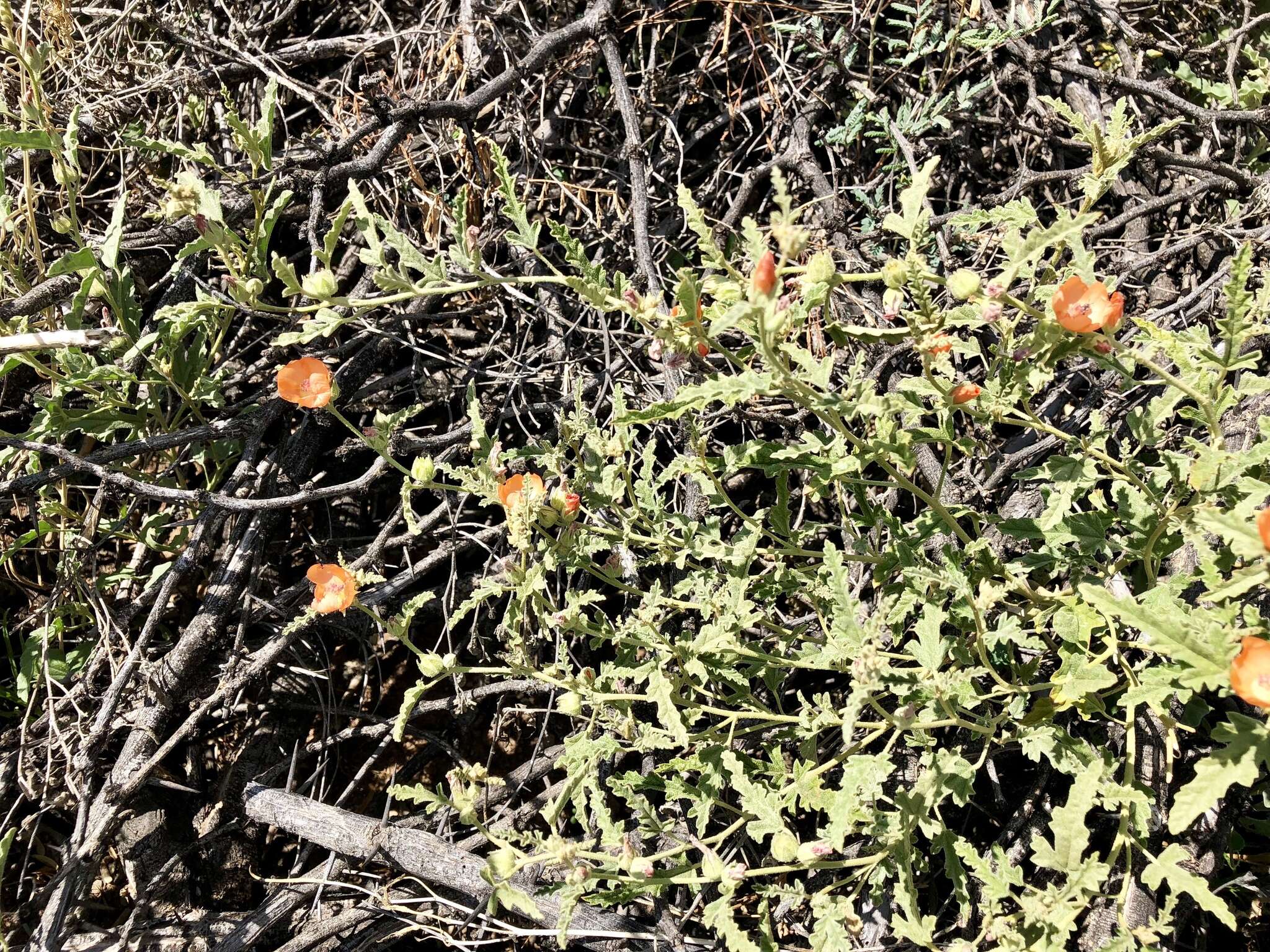 Image of spear globemallow