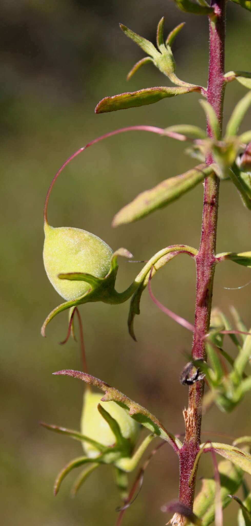 Image of Flameflower