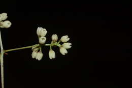 صورة Olea dioica Roxb.