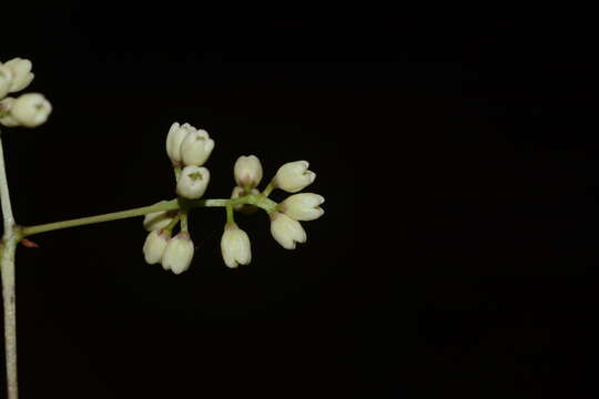 صورة Olea dioica Roxb.