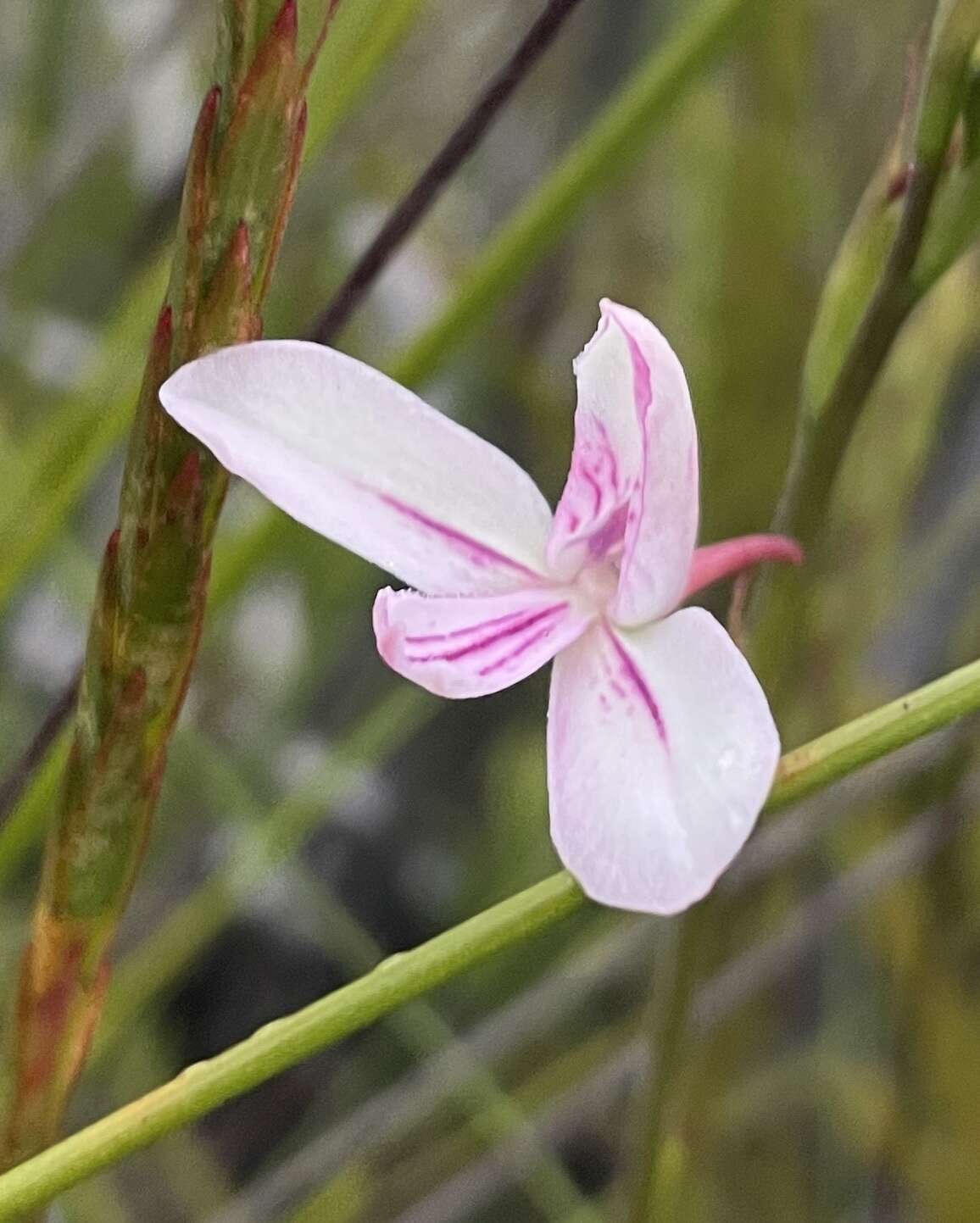 Image de Disa gladioliflora Burch. ex Lindl.