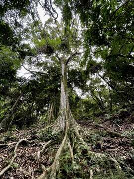 Image of Elaeocarpus kirtonii F. Müll. ex F. M. Bailey